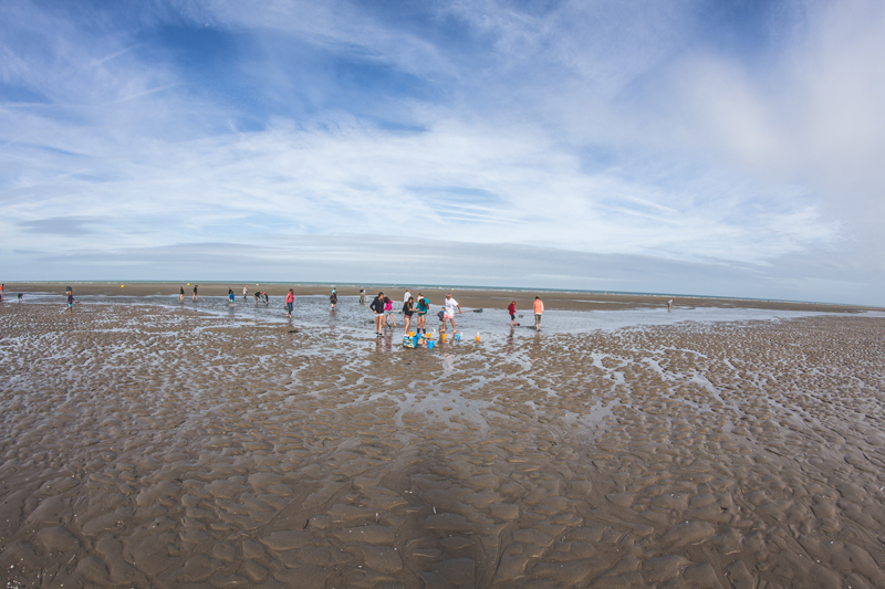 Sortie Pêche à pied_Les Argousiers_Août 2015_Photo Maxime Legrand (2)